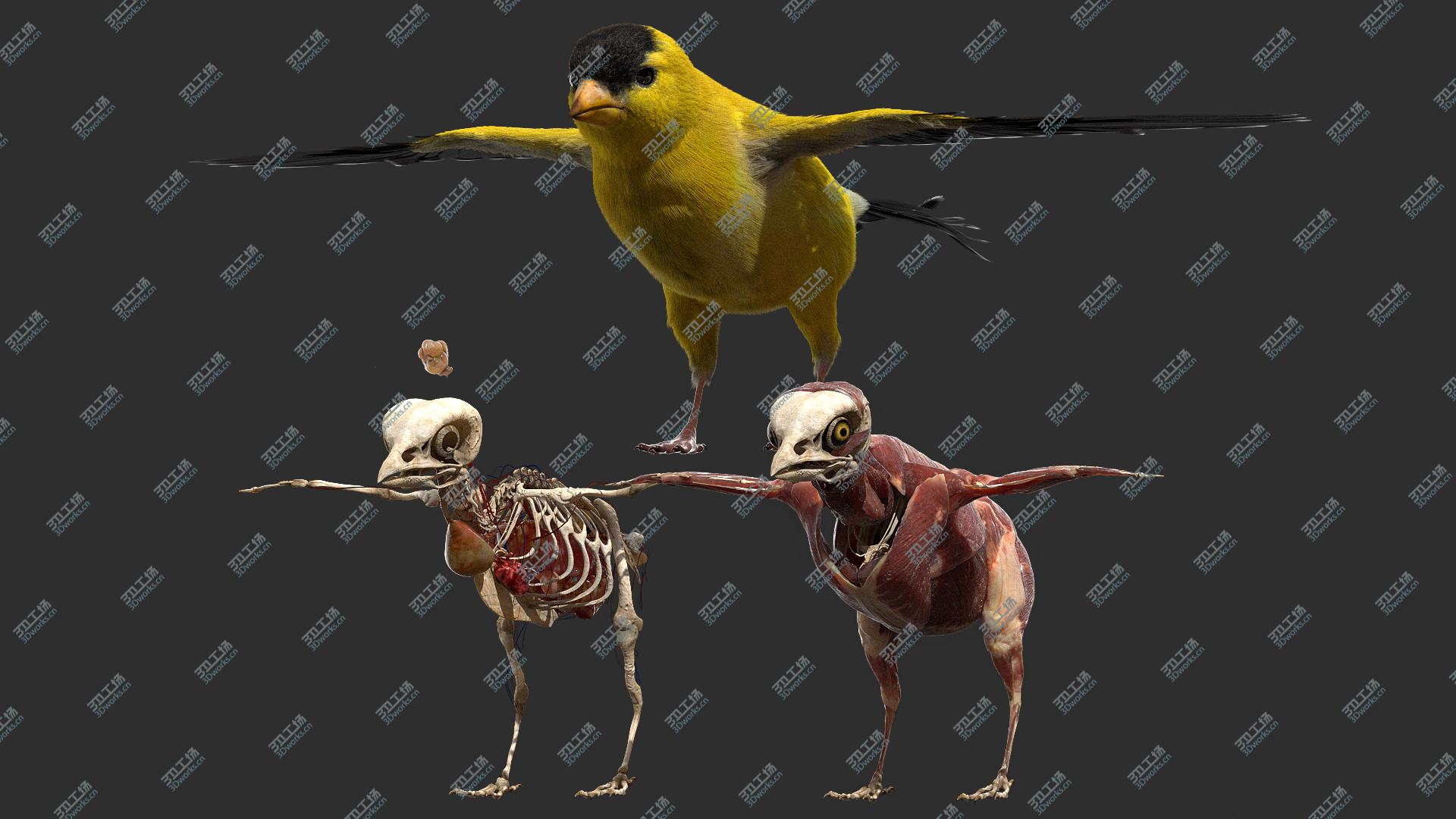 images/goods_img/2021040232/Goldfinch Fur Anatomy 3D/1.jpg